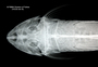 Loricaria filamentosa seminuda FMNH 55113 1 synt dvh x